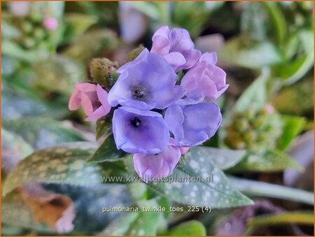 Pulmonaria 'Twinkle Toes'