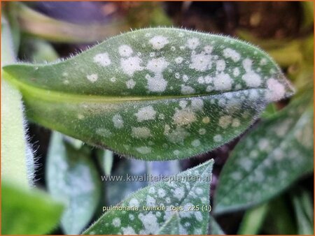 Pulmonaria 'Twinkle Toes'
