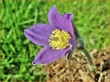 Pulsatilla patens