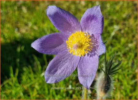 Pulsatilla patens