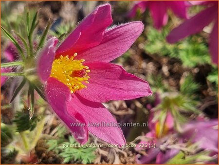 Pulsatilla vulgaris 'Rosen Glocke'