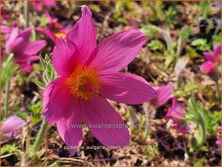 Pulsatilla vulgaris 'Rosen Glocke'