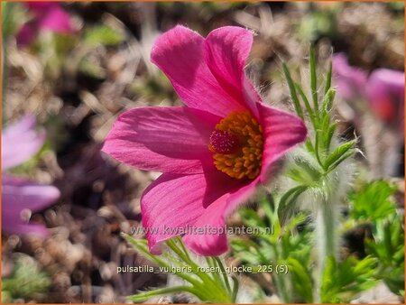 Pulsatilla vulgaris 'Rosen Glocke'