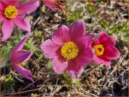 Pulsatilla vulgaris 'Rosen Glocke'