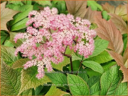 Rodgersia 'Die Gmunde'