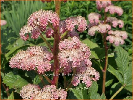 Rodgersia 'Die Schöne'