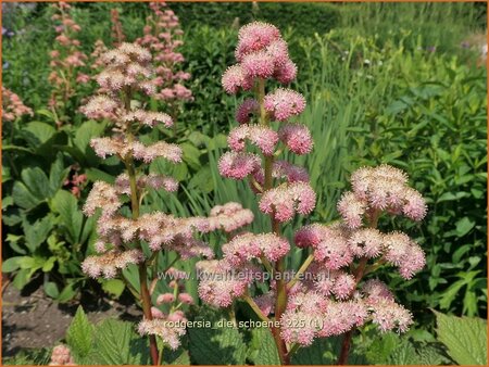 Rodgersia 'Die Schöne'