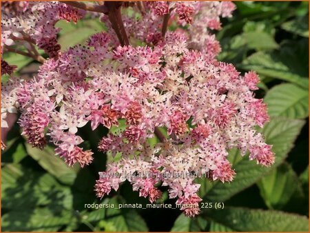 Rodgersia pinnata 'Maurice Mason'