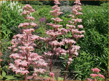 Rodgersia pinnata 'Maurice Mason'