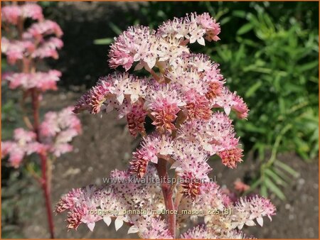 Rodgersia pinnata 'Maurice Mason'