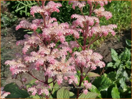 Rodgersia pinnata 'Maurice Mason'