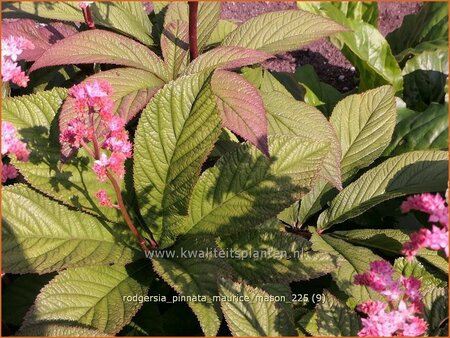 Rodgersia pinnata 'Maurice Mason'