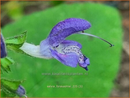 Salvia forskaohlei