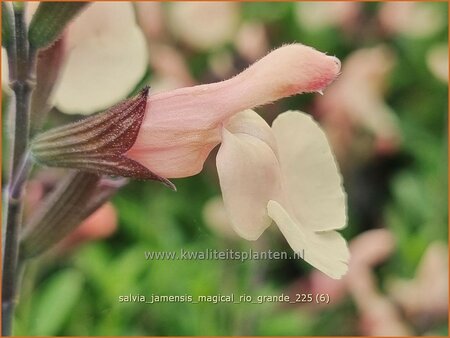 Salvia jamensis 'Magical Rio Grande'