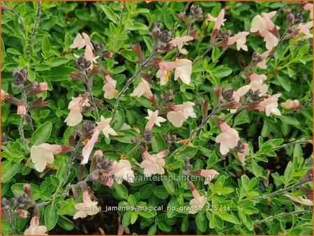 Salvia jamensis 'Magical Rio Grande'