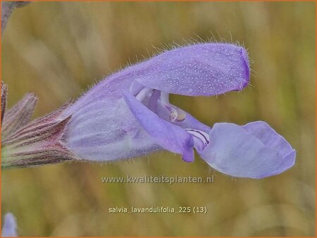 Salvia lavandulifolia