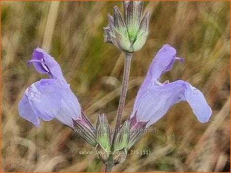 Salvia lavandulifolia