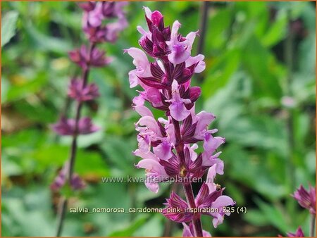 Salvia nemorosa 'Caradonna Pink Inspiration'