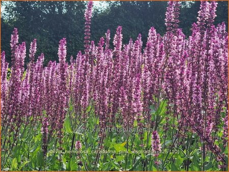 Salvia nemorosa 'Caradonna Pink Inspiration'