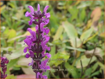 Salvia nemorosa 'Rianne Pink'
