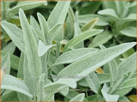 Salvia officinalis 'Nazareth'