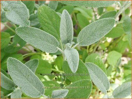 Salvia officinalis 'Nazareth'