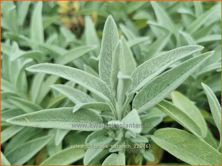 Salvia officinalis 'Nazareth'