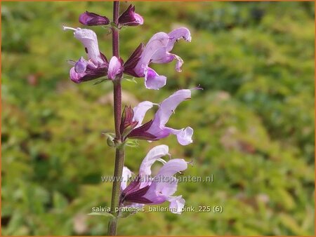 Salvia pratensis 'Ballerina Pink'