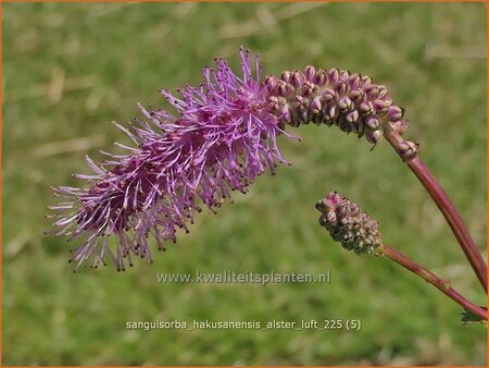 Sanguisorba hakusanensis 'Alster Luft'