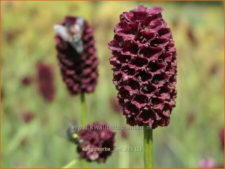 Sanguisorba 'Joni'