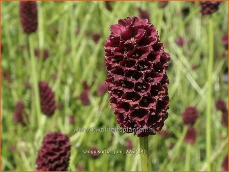 Sanguisorba 'Joni'