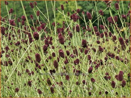 Sanguisorba 'Joni'