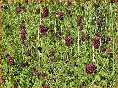 Sanguisorba 'Joni'