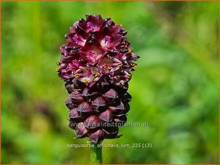 Sanguisorba officinalis 'Lum'