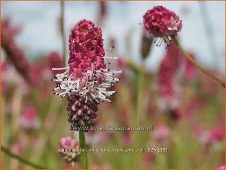 Sanguisorba officinalis 'Rock and Roll'