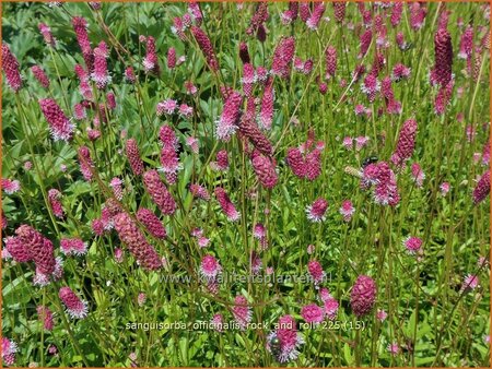 Sanguisorba officinalis 'Rock and Roll'