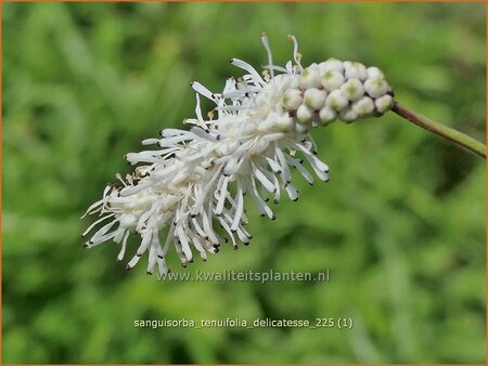 Sanguisorba tenuifolia 'Delicatesse'
