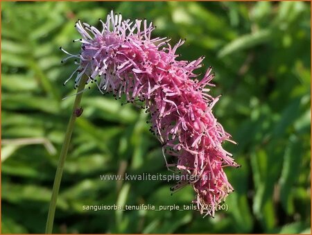 Sanguisorba tenuifolia 'Purple Tails'