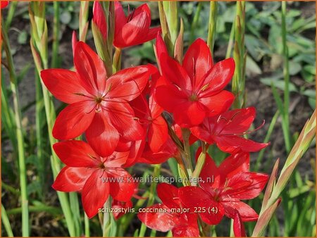 Schizostylis coccinea 'Major'