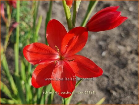Schizostylis coccinea 'Major'
