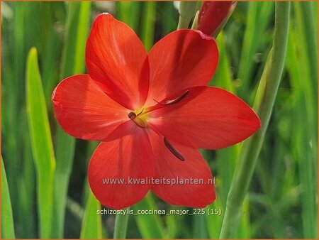Schizostylis coccinea 'Major'