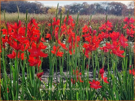 Schizostylis coccinea 'Major'