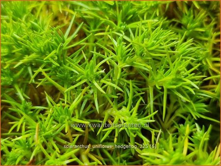 Scleranthus uniflorus 'Hedgehog'