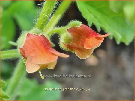 Scrophularia grandiflora