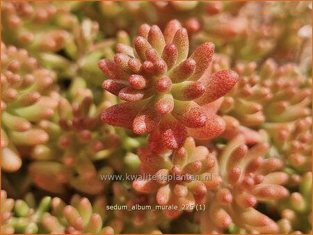 Sedum album 'Murale'