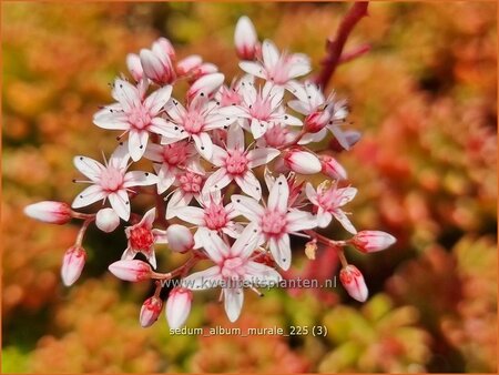 Sedum album 'Murale'