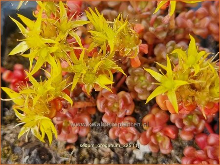 Sedum oreganum