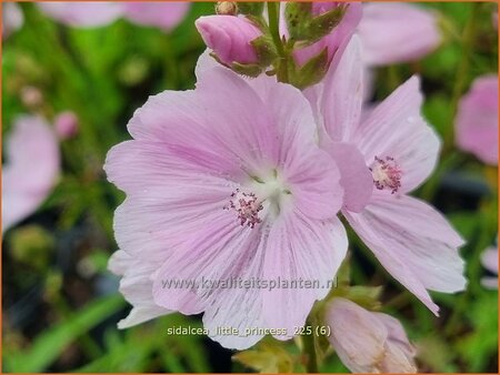 Sidalcea 'Little Princess'