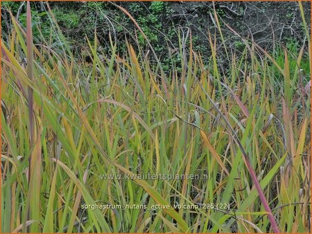 Sorghastrum nutans 'Active Volcano'