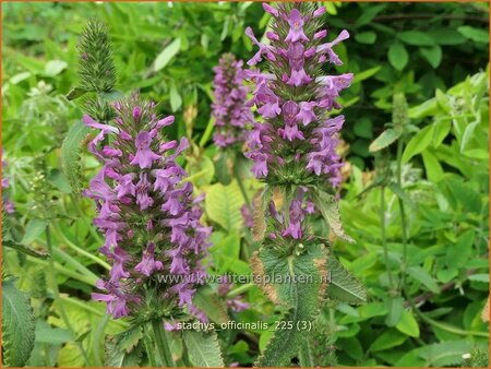 Stachys officinalis